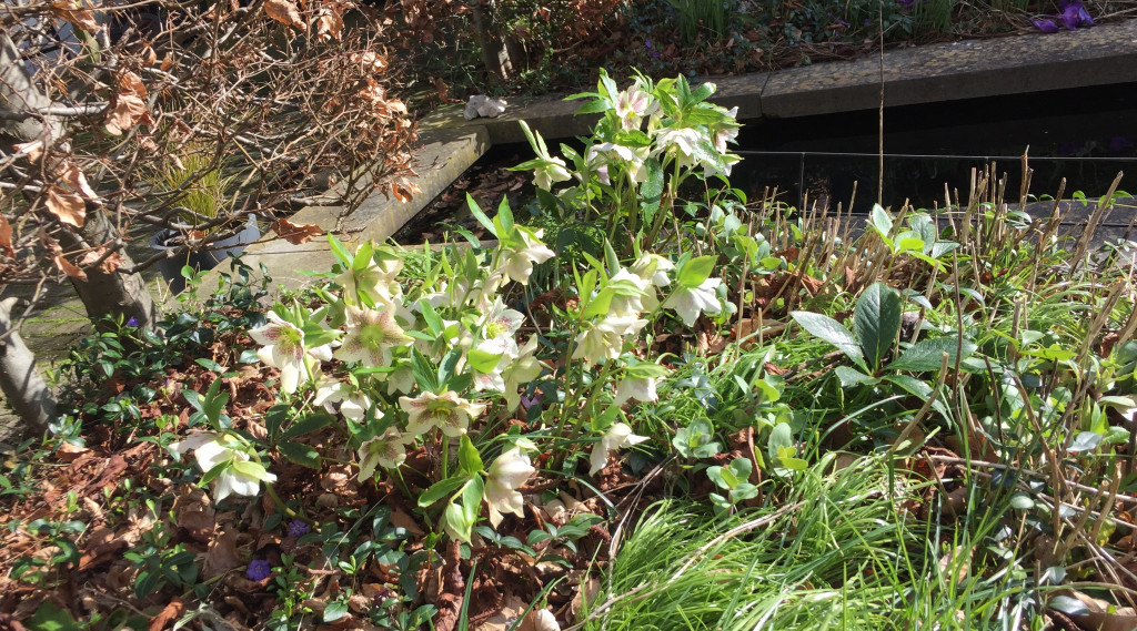 Afbeelding bij Helleborus