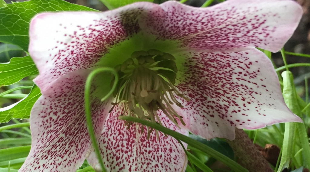 Afbeelding bij Helleborus