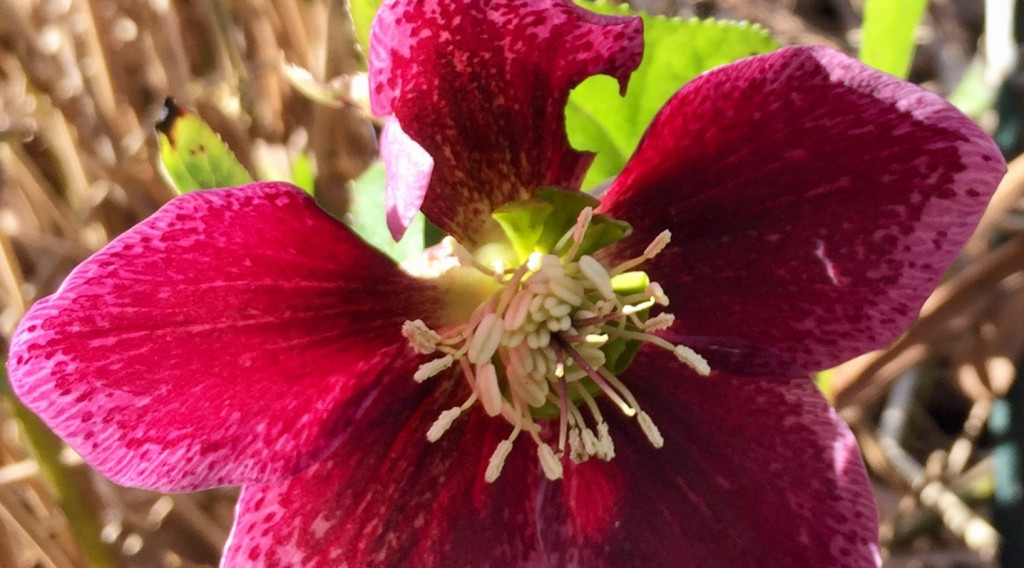 Afbeelding bij Helleborus