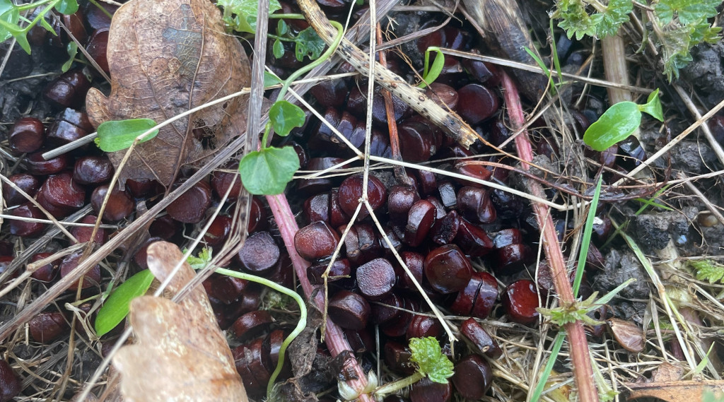 Afbeelding bij Heeft iemand enig idee wat dit is?