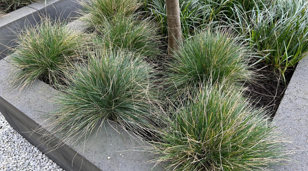 Festuca glauca Blauglut / Bleu Glow snoeien
