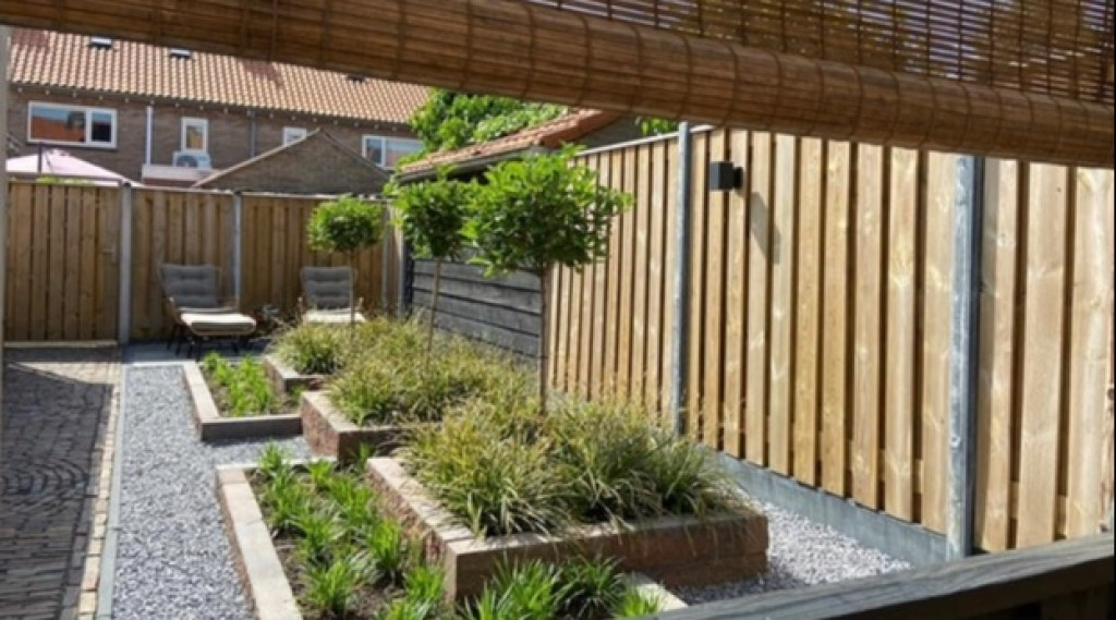 Afbeelding bij Pluim hortensia op stam snoeien  Hydrangea paniculata Grandiflora