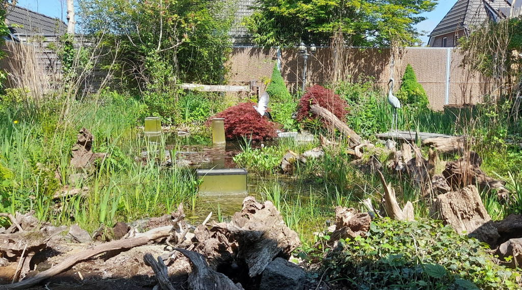 Afbeelding bij Natuurlijke vijvertuin /stumpery garden