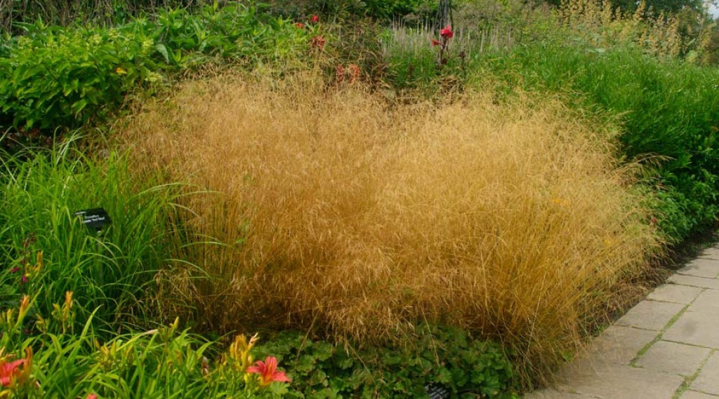 Afbeelding bij Prachtige Deschampsia pollen - De schoonheid van onze tuin voor jou!