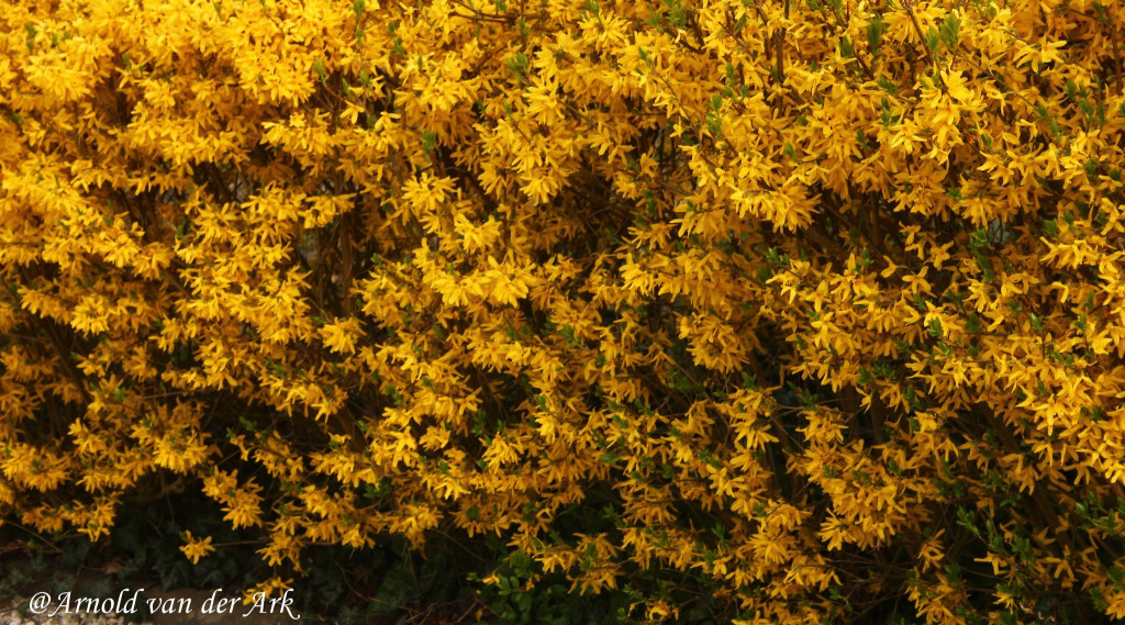 Afbeelding bij Forsythia