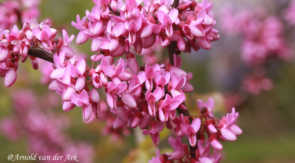 Afbeelding bij Judasboom (Cercis siliquastrum) bijzondere sierbomen