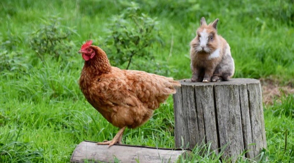 Afbeelding bij Hoe kippen je helpen bij een gezonde tuin