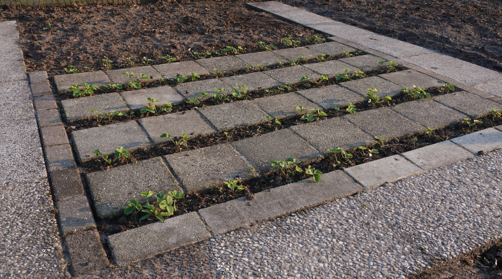 Afbeelding bij Anders aardbeien laten groeien