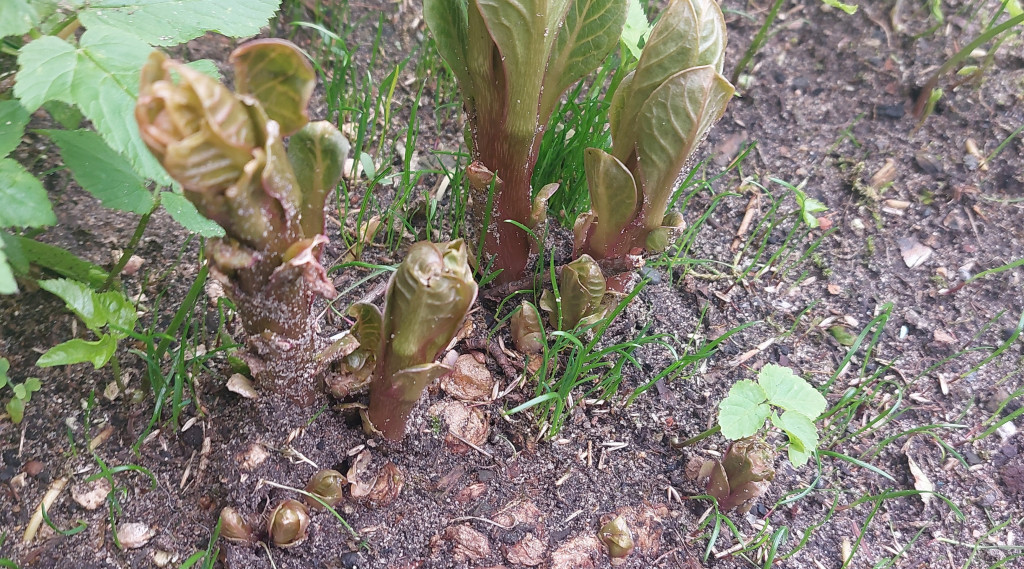 Afbeelding bij Wat zijn de namen van al deze planten en struiken
