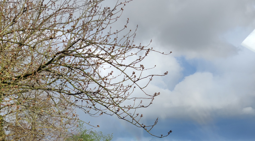 Afbeelding bij Hé bloem...