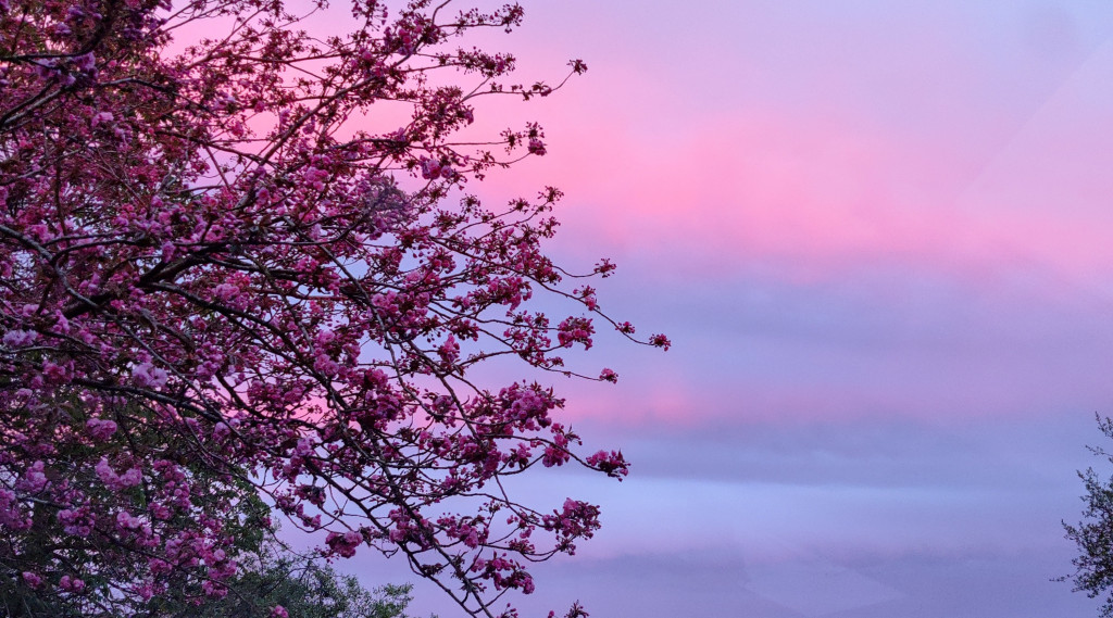 Afbeelding bij Hé bloem...