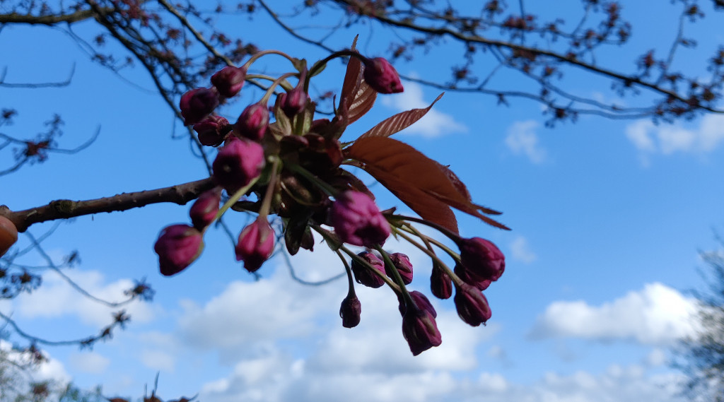 Afbeelding bij Hé bloem...