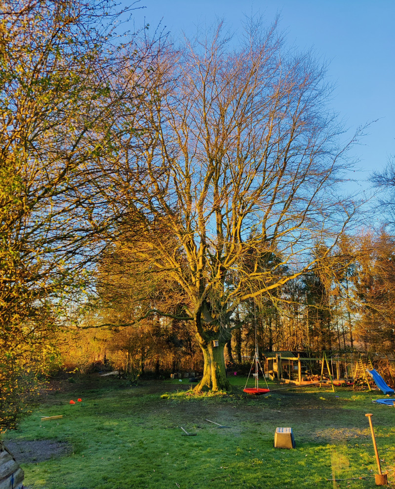 kinderliedjes-seizoenen-natuur-boom-