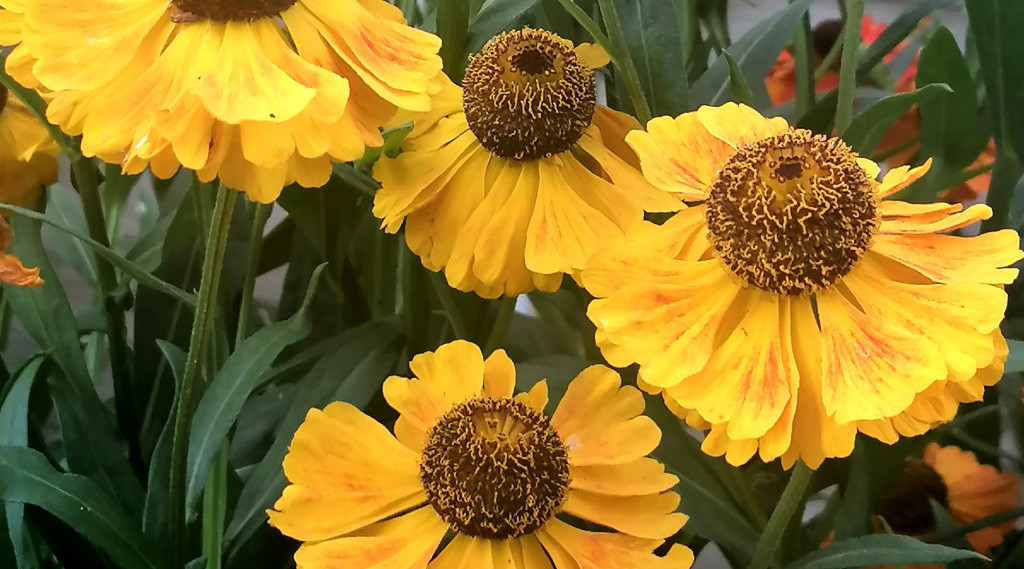 Afbeelding bij Inspiratie voor een hotborder