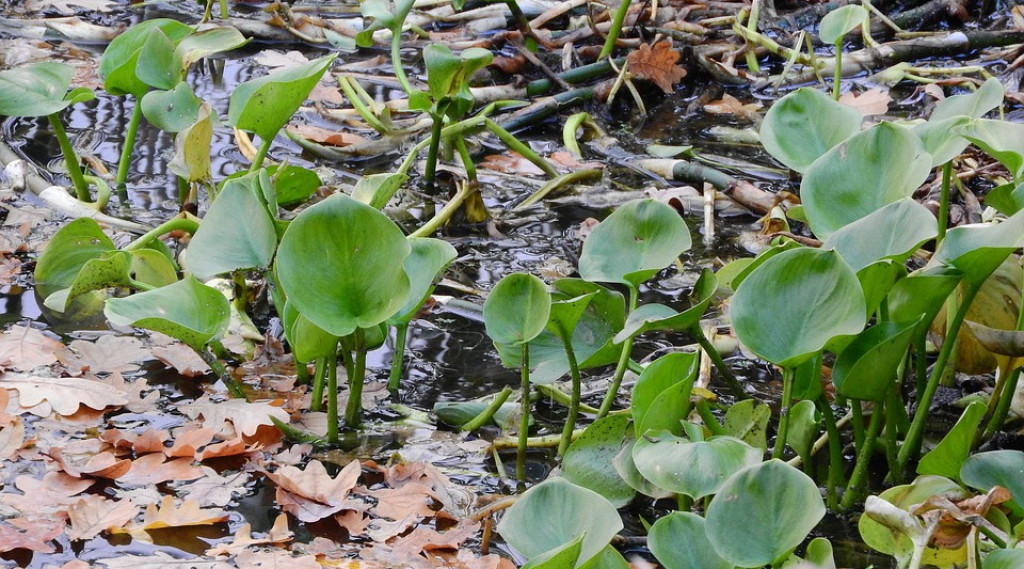 Afbeelding bij Slangenwortel - Calla palustris