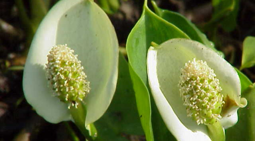 Afbeelding bij Slangenwortel - Calla palustris