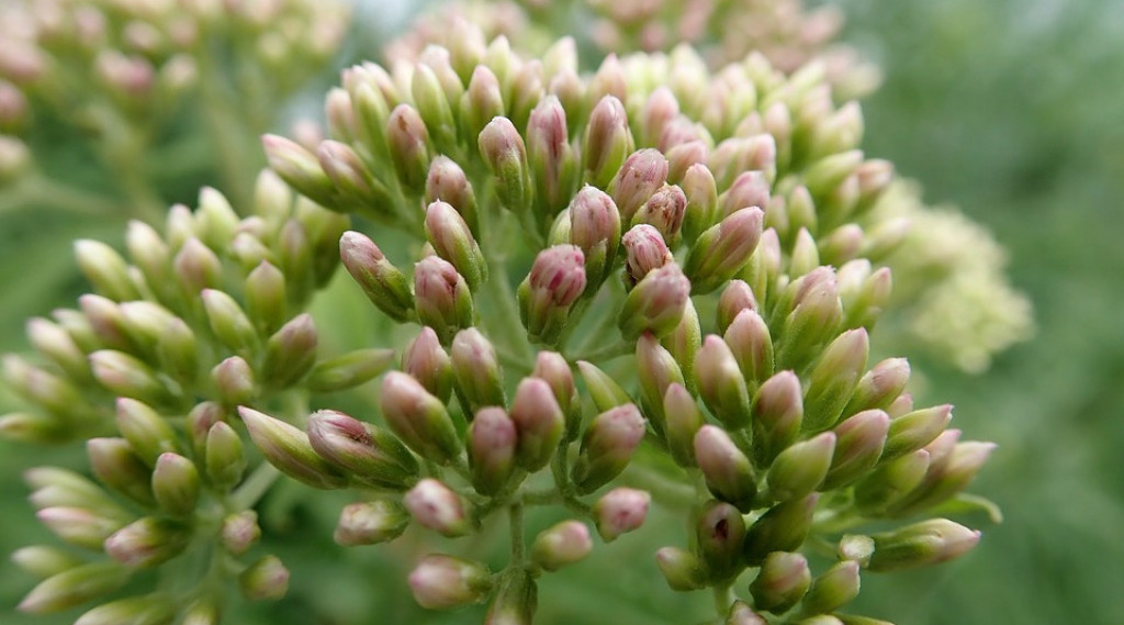 Afbeelding bij Koninginnenkruid - Leverkruid  - Eupatorium cannabinum