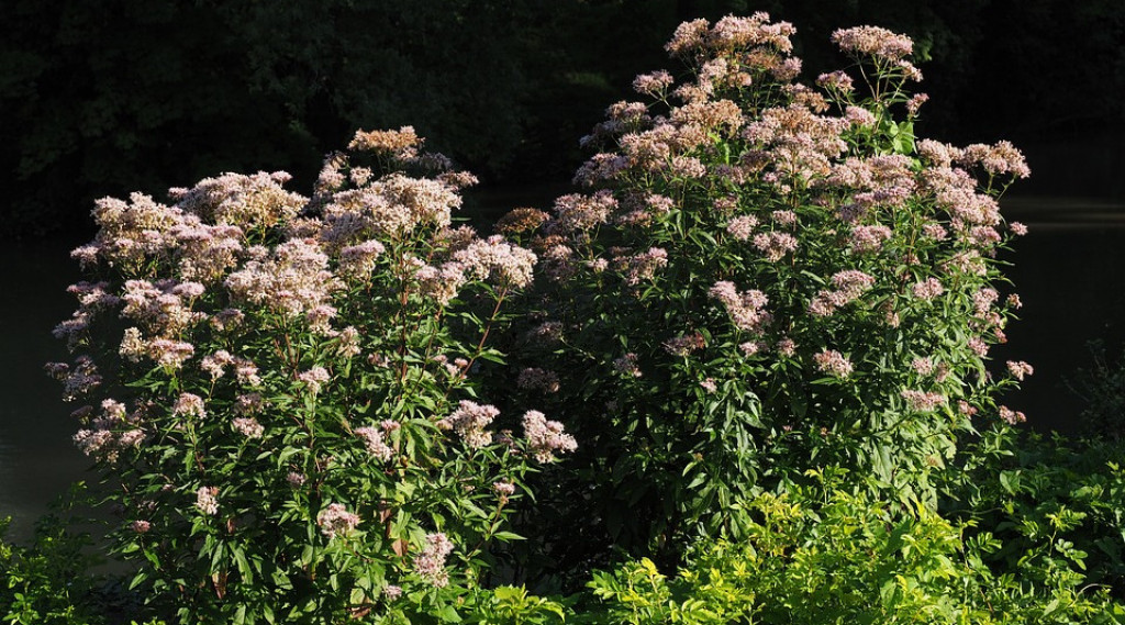 Afbeelding bij Koninginnenkruid - Leverkruid  - Eupatorium cannabinum