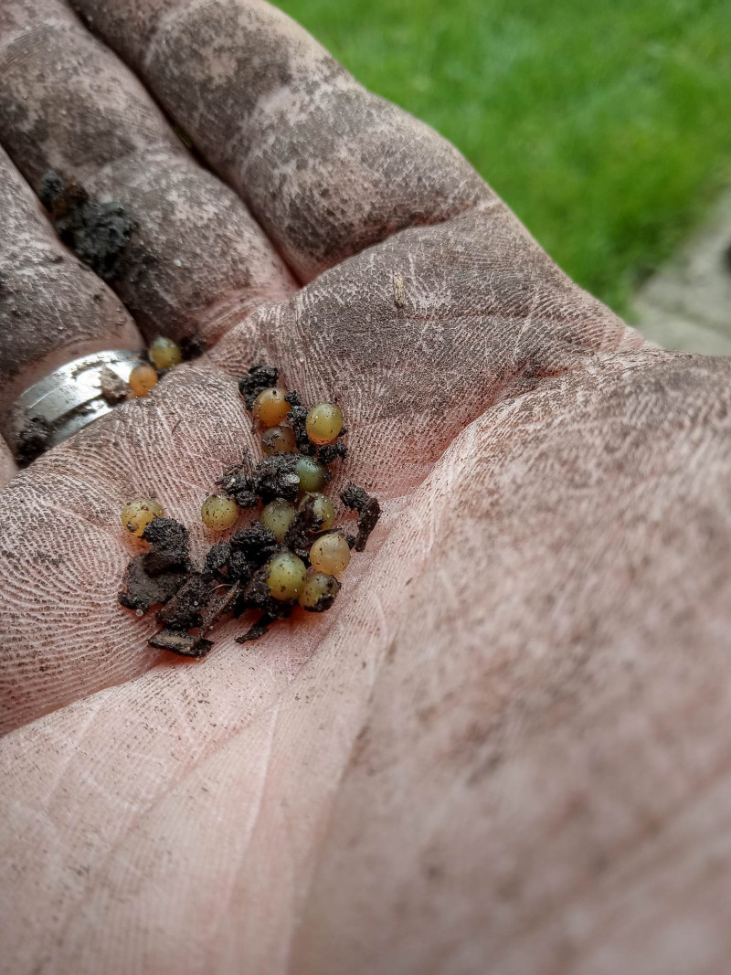 wormenmest - compost - gezonde - bodemvruchtbaarheid - 