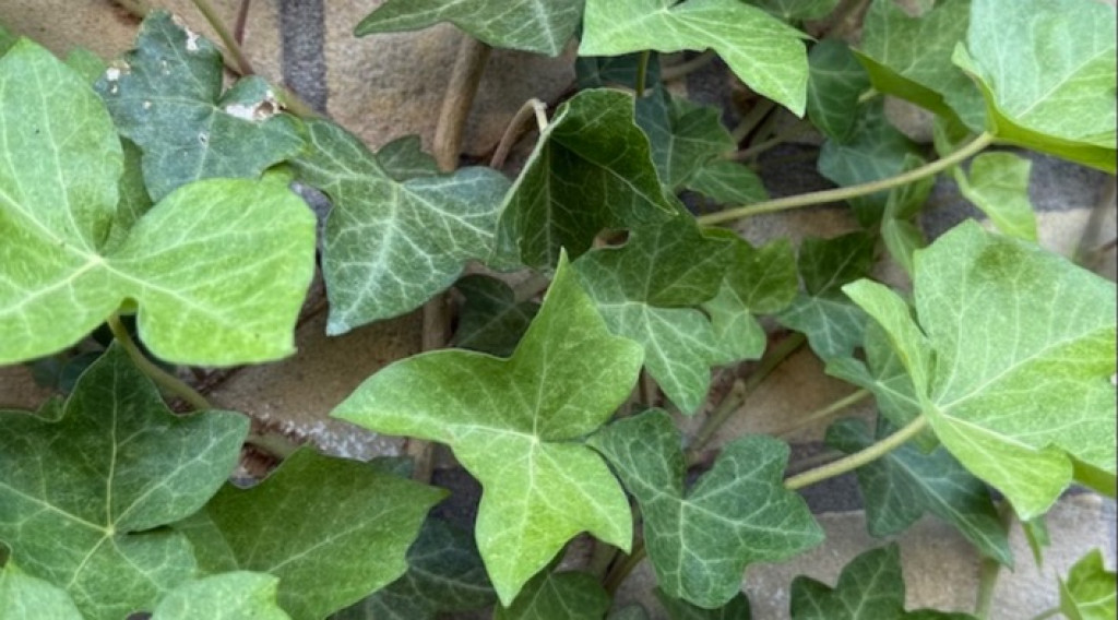 Afbeelding bij Je huis koel houden zonder airco? Zo doe je dat.