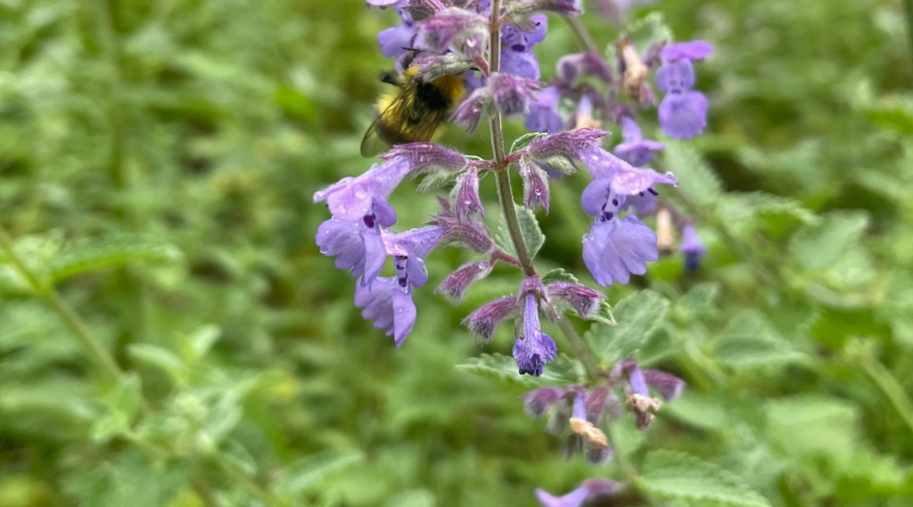 Afbeelding bij Een tuin zonder onderhoud