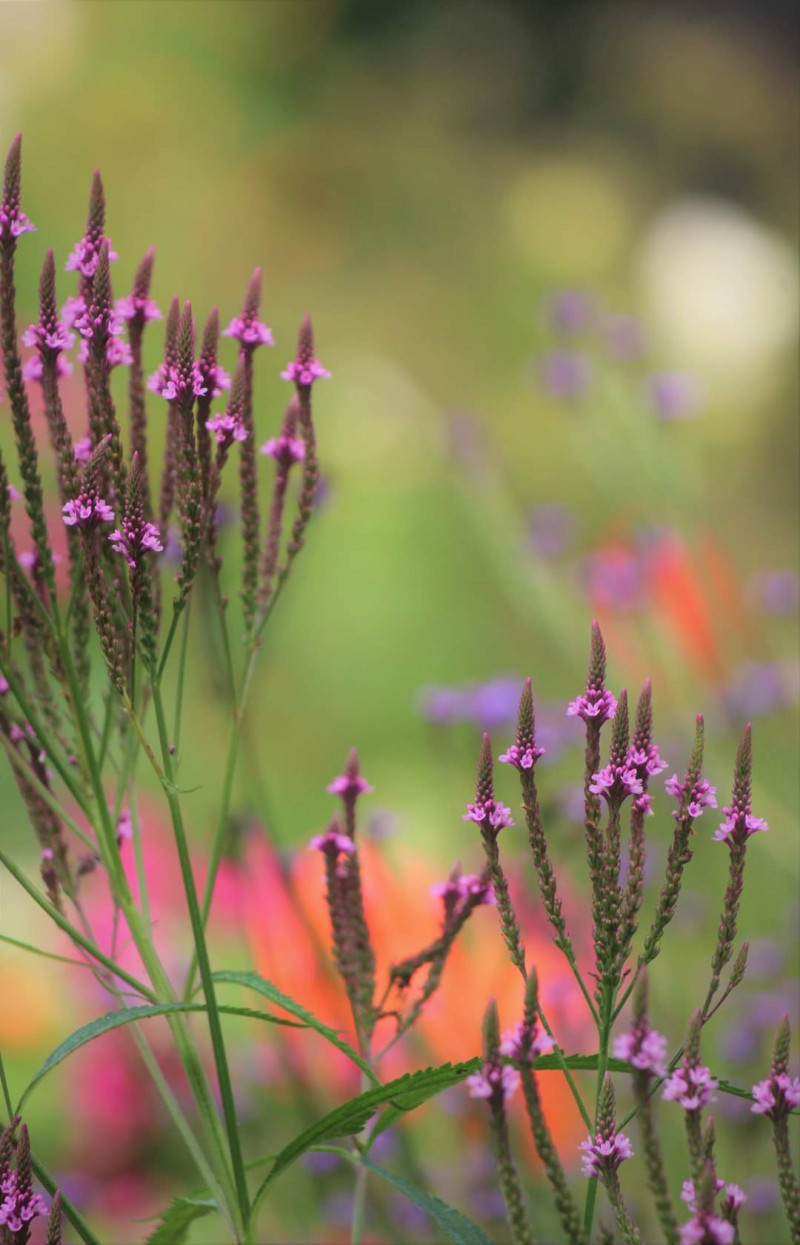 Verbena-hastata rose - vaste planten bloeien in september