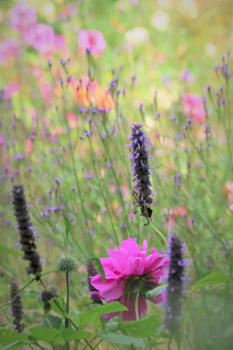 Langbloeiende-vaste-planten-nazomer-border