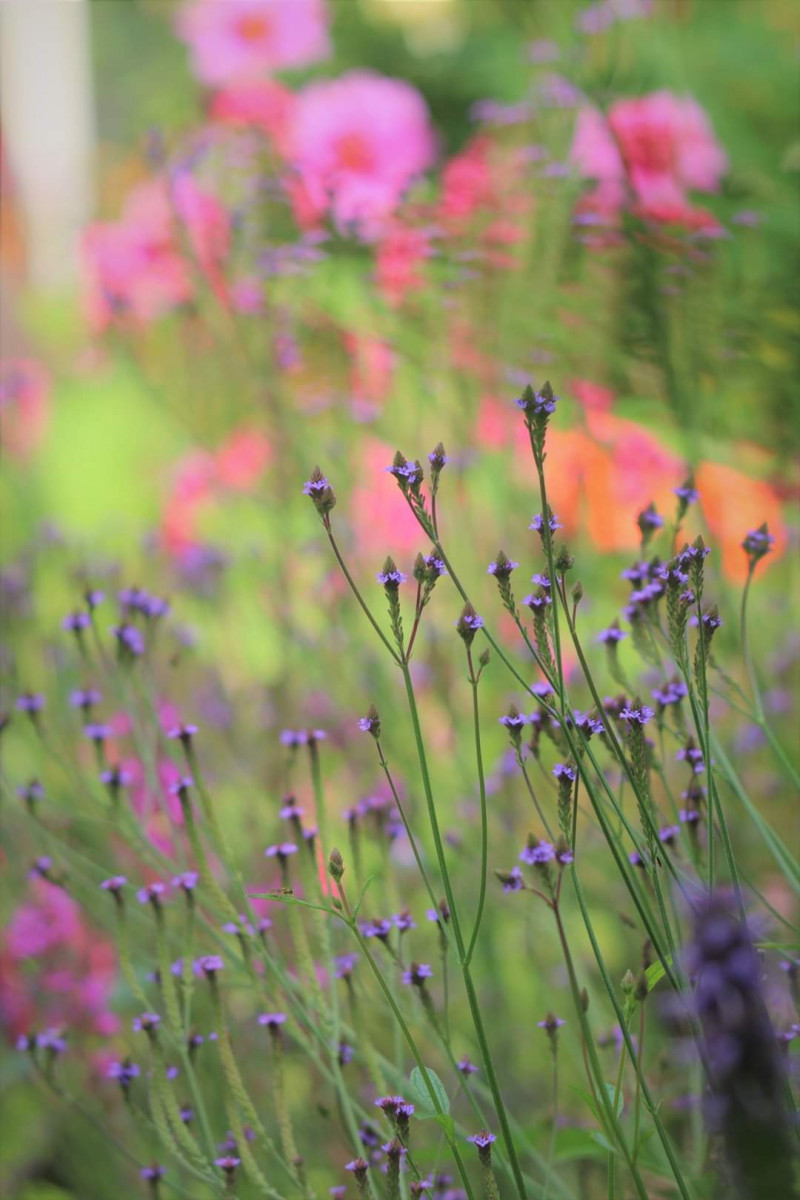 Verbena-plantcombinaties-tuinontwerp-beplantingsplan