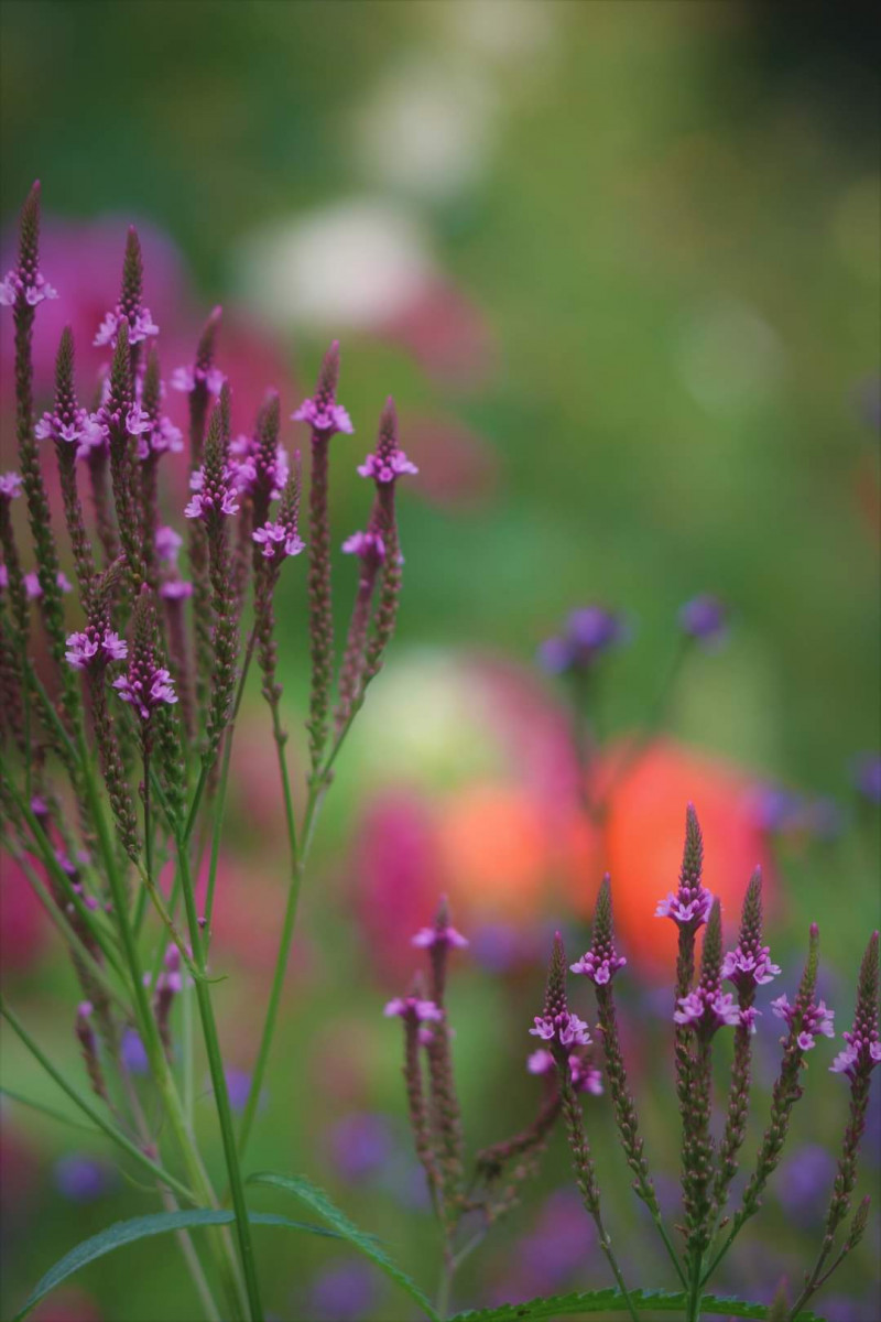 Verbena-paars-met-oranje-combineren-beplantingsplan