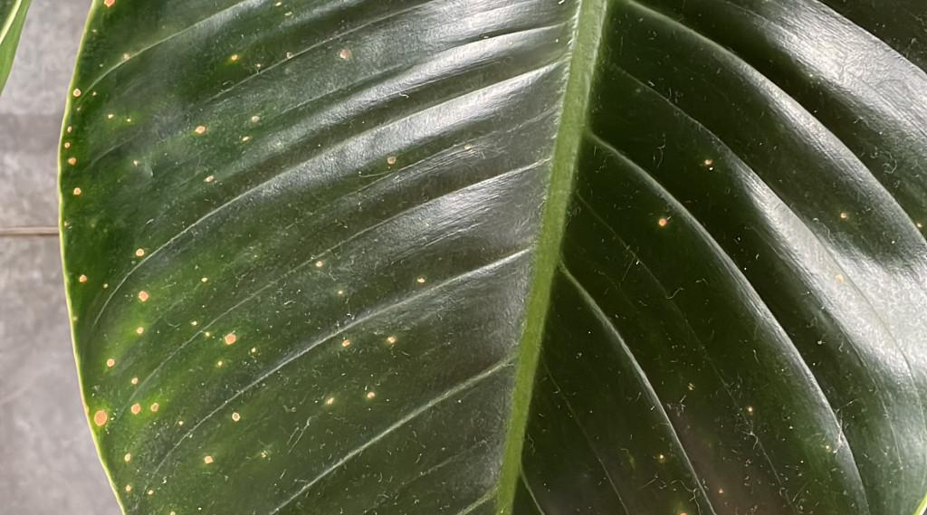Afbeelding bij Bruine vlekjes op bladeren, weet jij wat dit is?