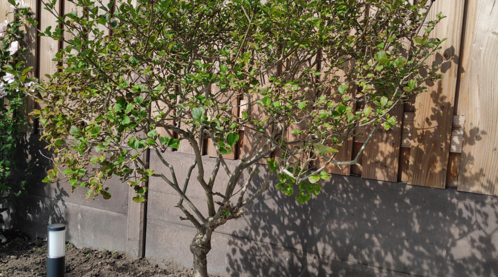 Afbeelding bij Sering op stam snoeien