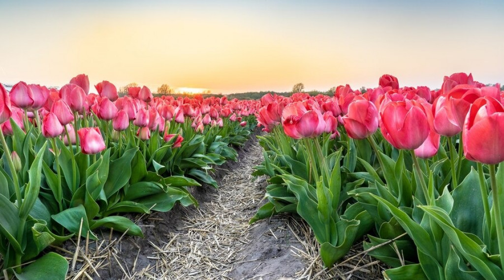 Afbeelding bij Bloemencorso het lentefeest van Nederland.