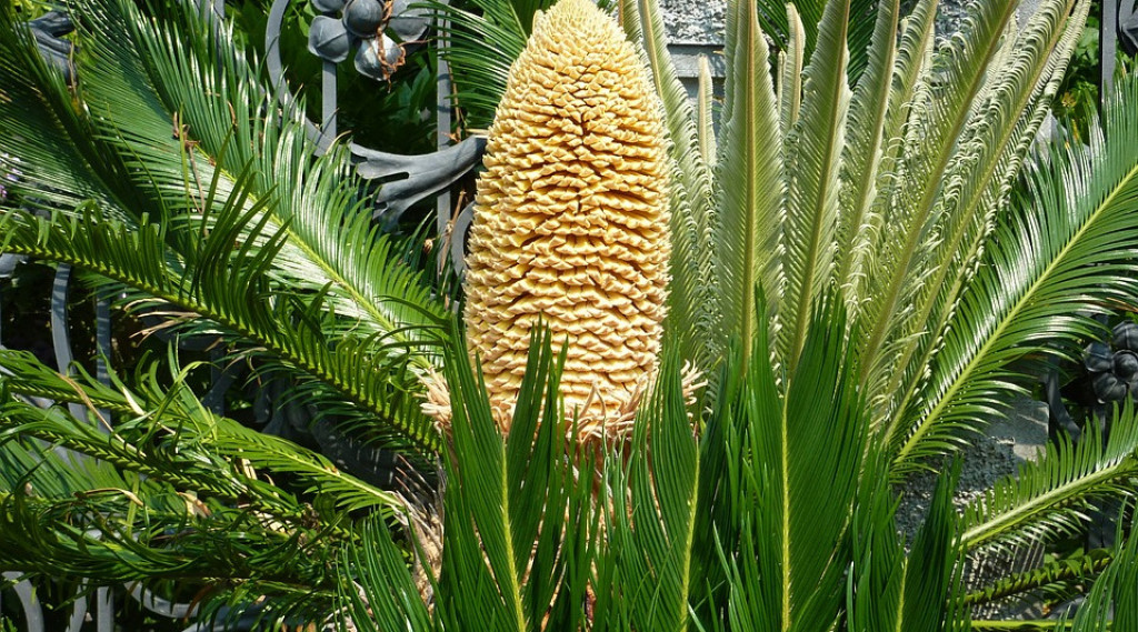 Afbeelding bij Een Tropische plantentuin in Nederland.
