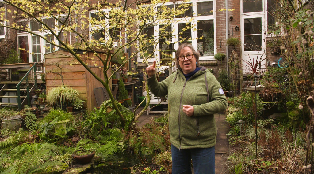Afbeelding bij Stadstuinieren in Rotterdam van balkontuin naar een eigen tuin in de stad.