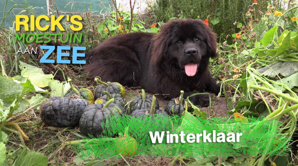 Afbeelding bij Maak je moestuin winterklaar | Alles Wat Bloeit | Rick&#039;s Moestuin Aan Zee