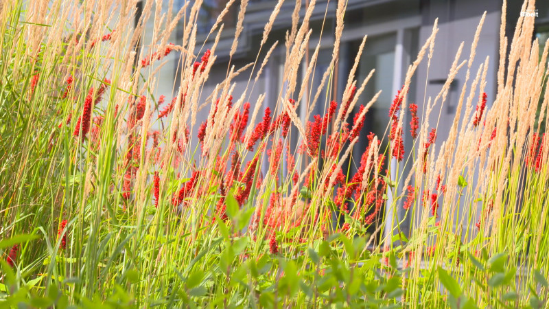 open-tuinen-overijssel-siertuinen-grassentuin-vaste-inheemse-planten