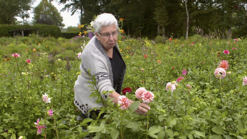 pluktuinen, drenthe, biologische, bloementeler,