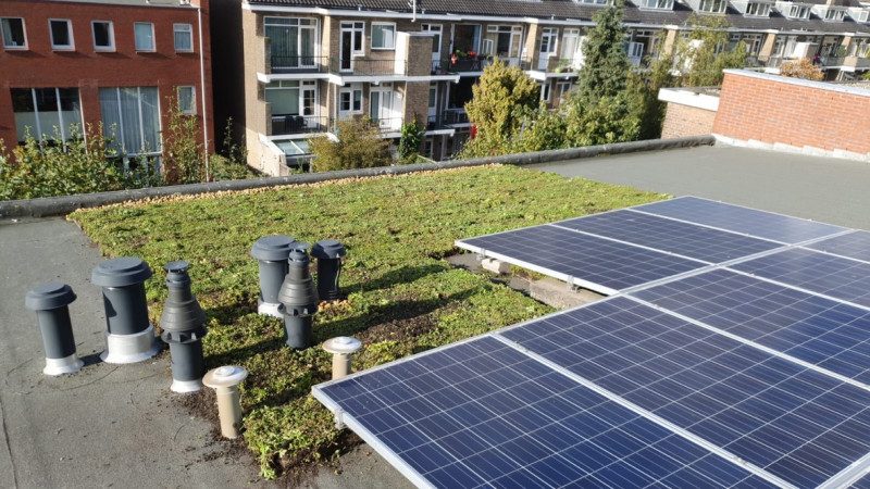 groendak-laten-aanleggen-met-sedum-onder-zonnepanelen