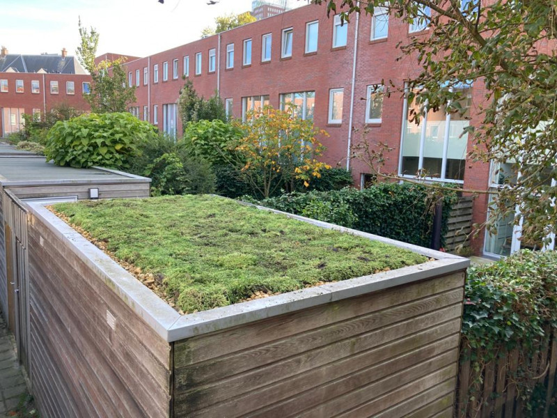 groendak-op-tuinschuur-platdak-met-sedum-afwerken-randen-met-grind