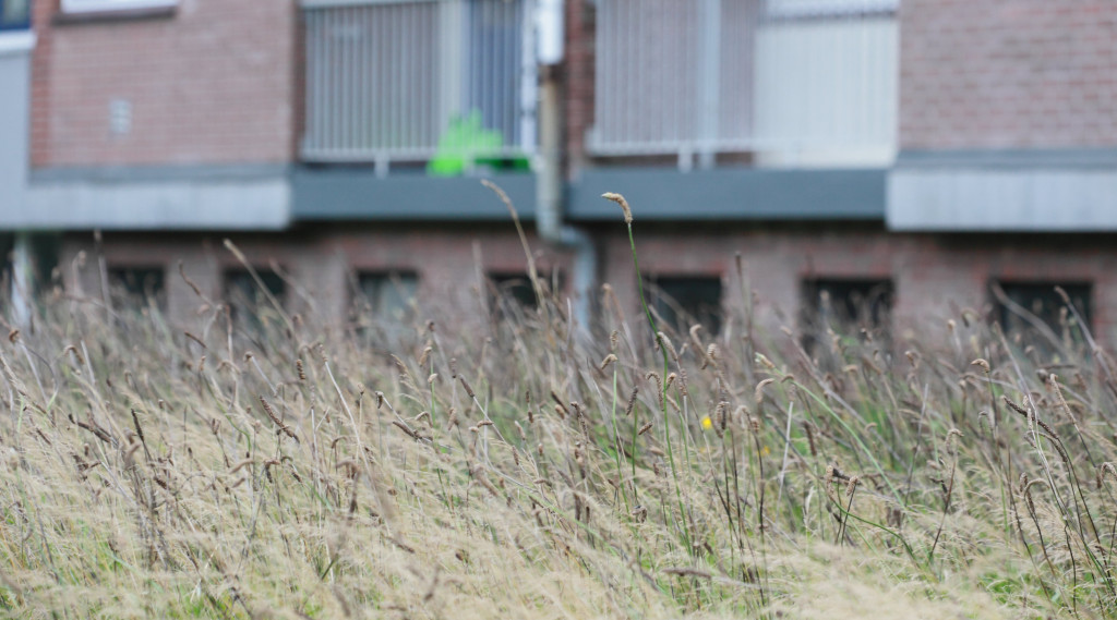 Afbeelding bij Van toptuin naar floptuin