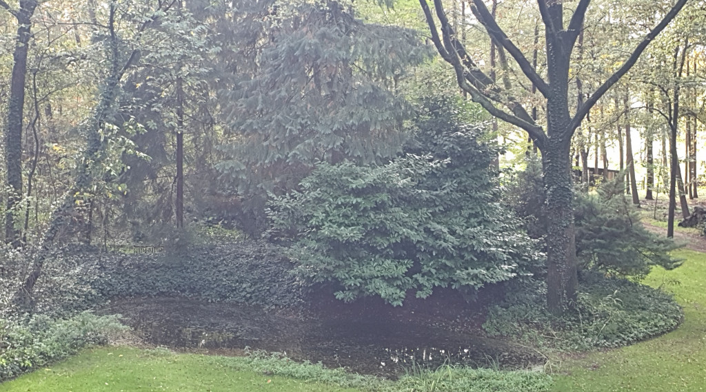 Afbeelding bij Blad uit vijver houden