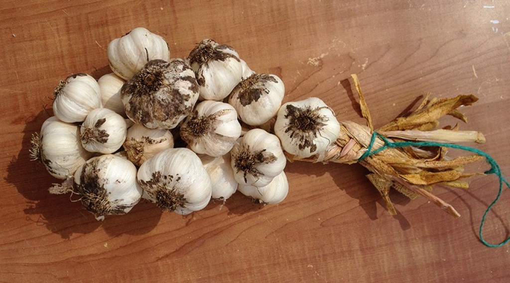 Afbeelding bij Knoflook telen