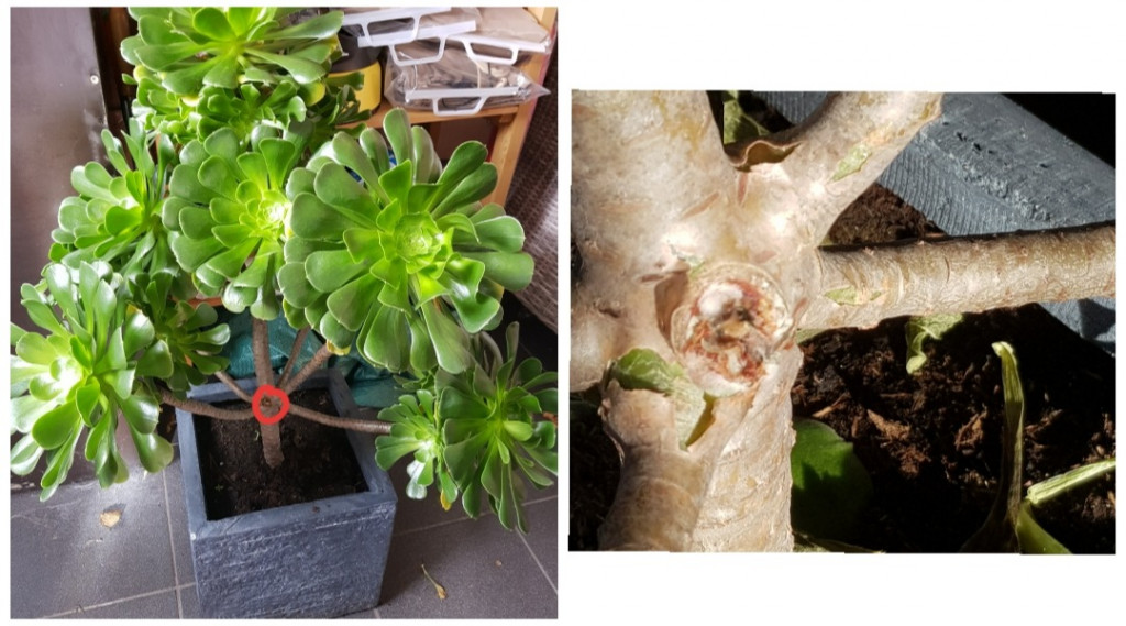 Afbeelding bij Aeonium arboreum