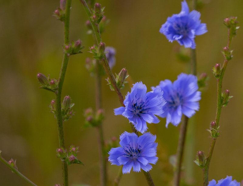 cichorium-intybus-Cichorium-Intybus-Witlof-Bloemen-Korenbloem