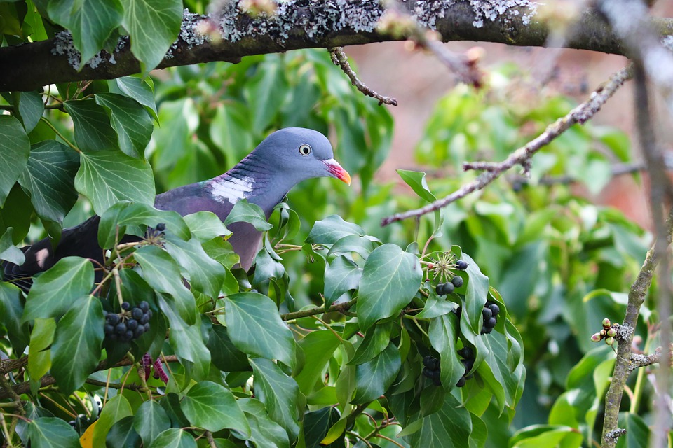 Gelderland kwekerij haagplanten en coniferen diervriendelijke tuininrichting vogelvriendelijke en groene tuinen 