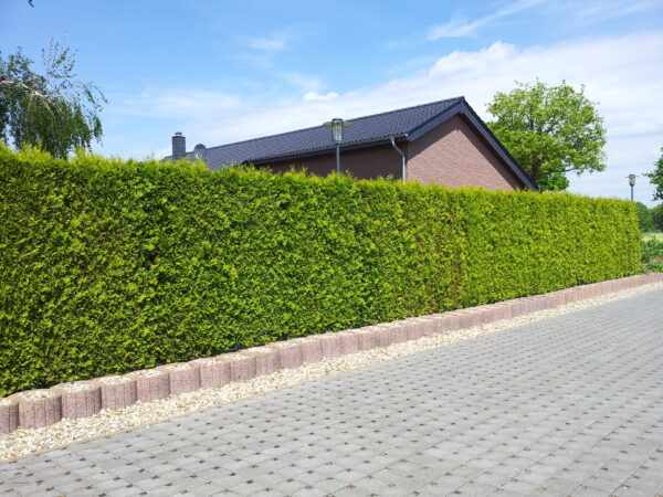 Coniferen hagen Drenthe levering aan huis bezorging binnen 5 werkdagen