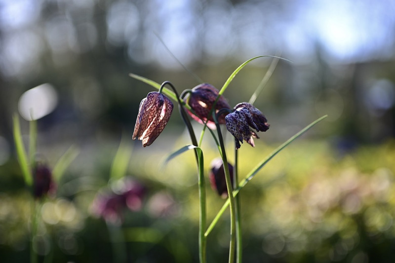 fritillaria-meleagris-kievitsbloemen-zoeken-grasland-standplaats-vindplaats