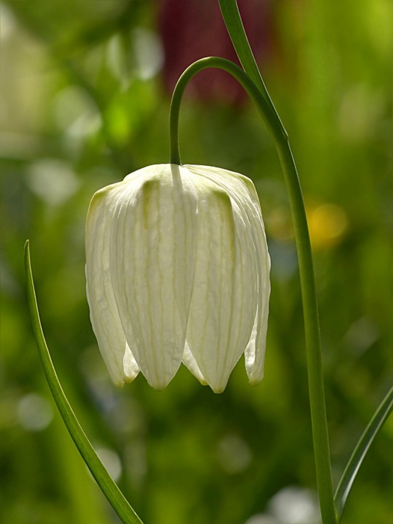 fritillaria-meleagris-kievitsbloemen-zoeken-grasland-standplaats-vindplaats