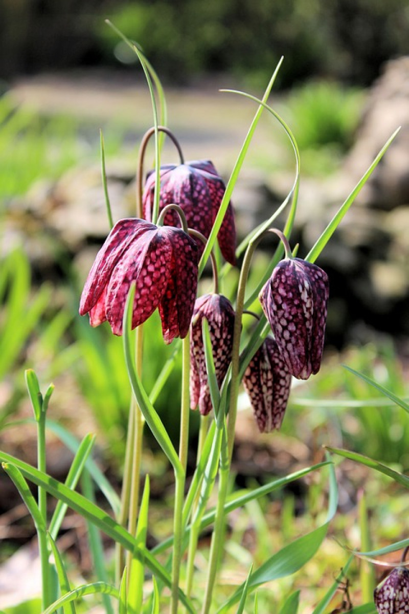 fritillaria-meleagris-kievitsbloemen-zoeken-grasland-standplaats-vindplaats