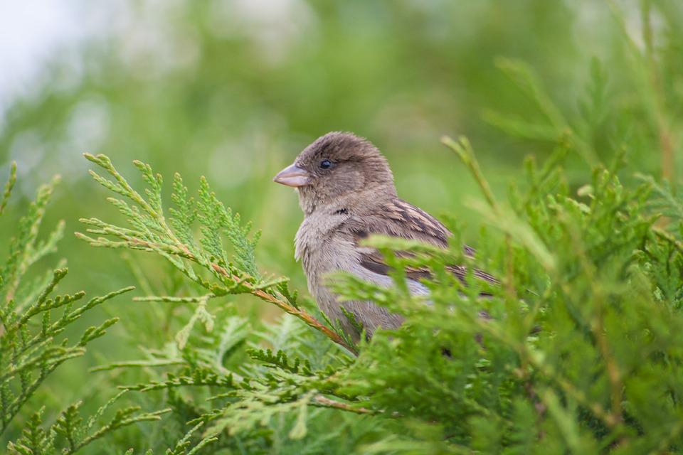 haagbeplanting coniferen vogelvriendelijk tuinieren conifeer 